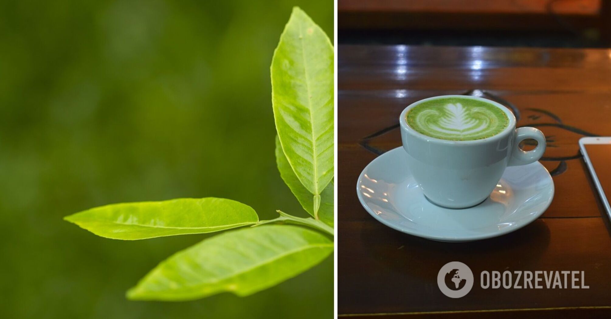 Benefits are underestimated: the benefits of green tea consumption are named