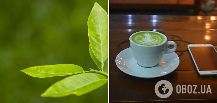 Benefits are underestimated: the benefits of green tea consumption are named