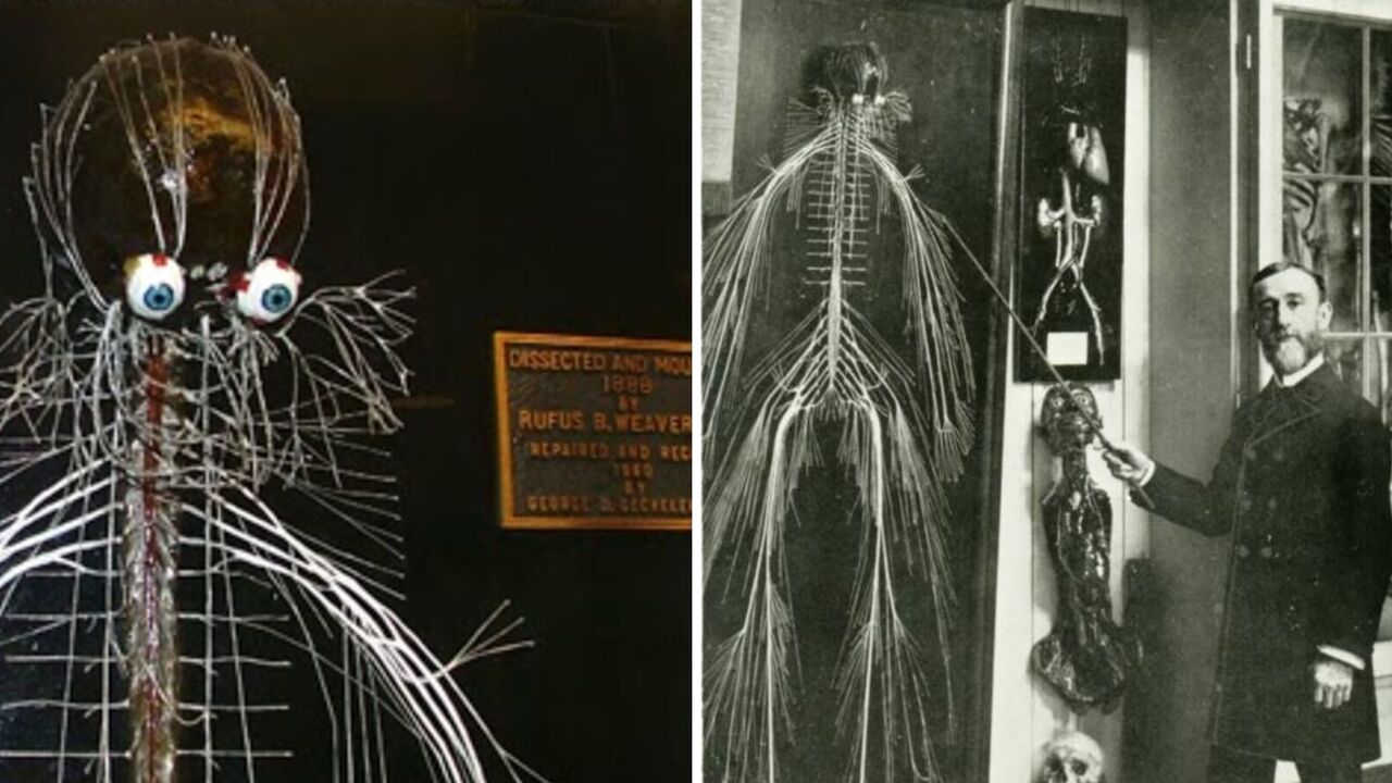 The mystery of Harriet Cole: the story of the woman whose nerves were ripped apart and shown to the world