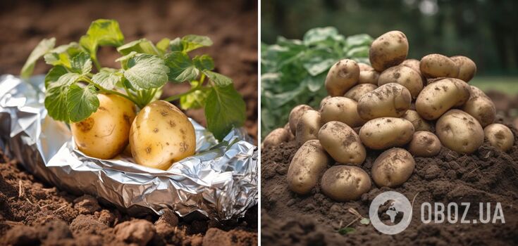 How to increase the yield of potatoes: an ordinary foil will help