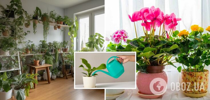 Indoor flowers will grow like crazy: an unusual way of watering