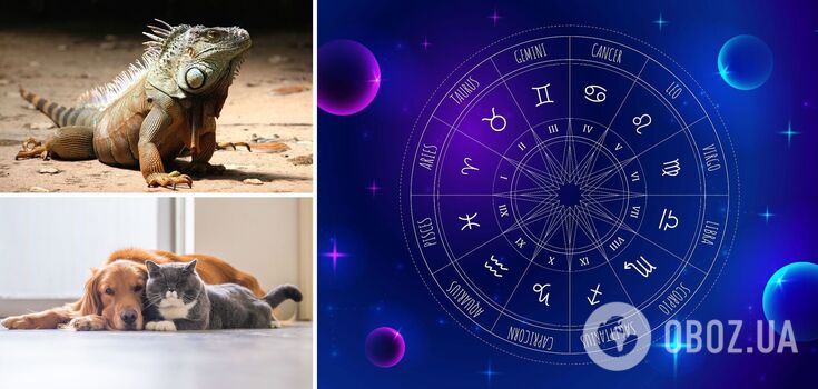 Which pet is right for you according to your zodiac sign: zoo horoscope
