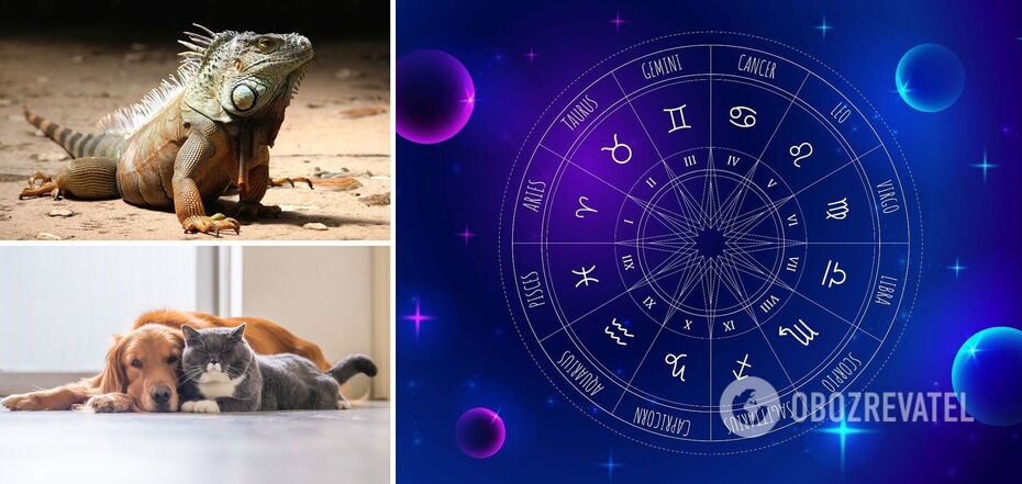 Which pet is right for you according to your zodiac sign: zoo horoscope