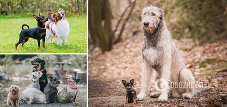 Jak długo żyją psy: dane dotyczące różnych ras