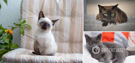 Which cat breeds are best suited for an apartment: gentle and clean-loving