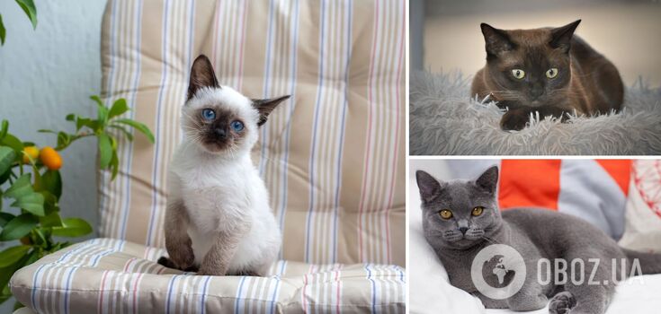 Which cat breeds are best suited for an apartment: gentle and clean-loving