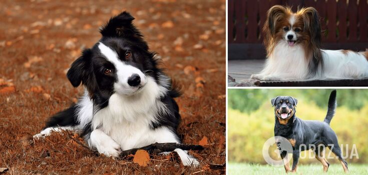 Which dog breeds are the smartest: list and photos