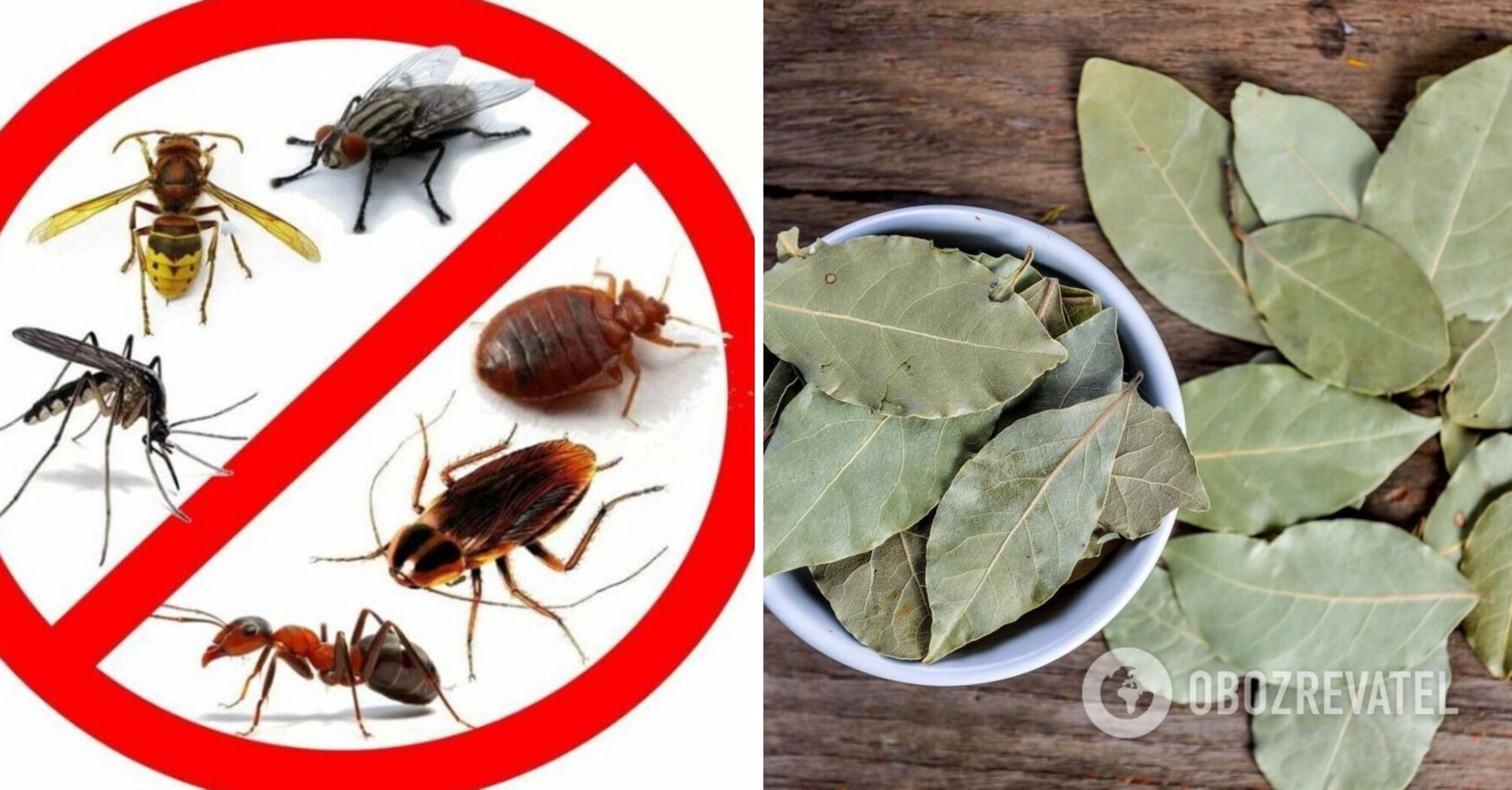 How to drive away cockroaches from your home: a simple trick with bay leaves
