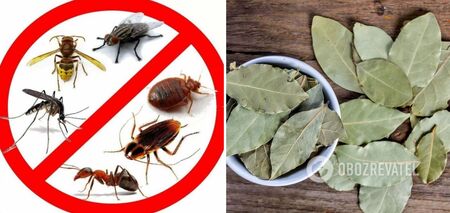 Jak przegonić karaluchy z domu: prosta sztuczka z liśćmi laurowymi