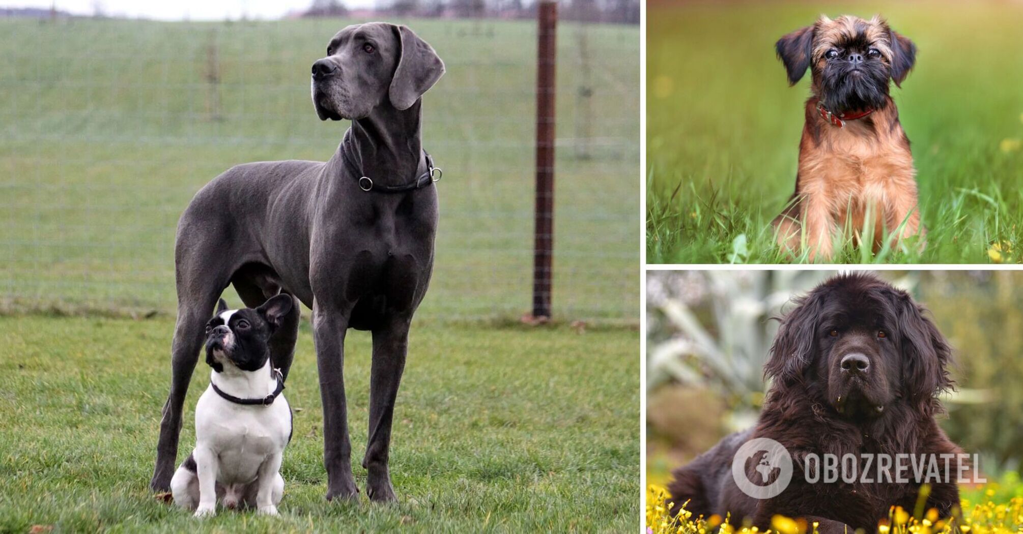Kindest dogs: which breeds get on well with people