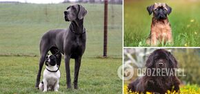 Kindest dogs: which breeds get on well with people