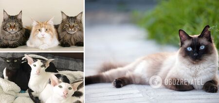 How long do cats live: which breeds are long-lived