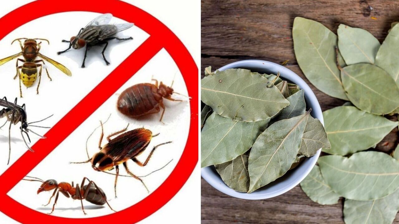 How to drive away cockroaches from your home: a simple trick with bay leaves
