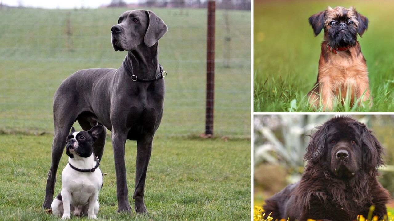 Kindest dogs: which breeds get on well with people