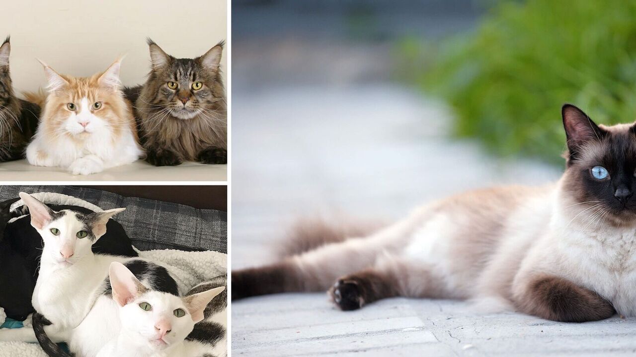 How long do cats live: which breeds are long-lived