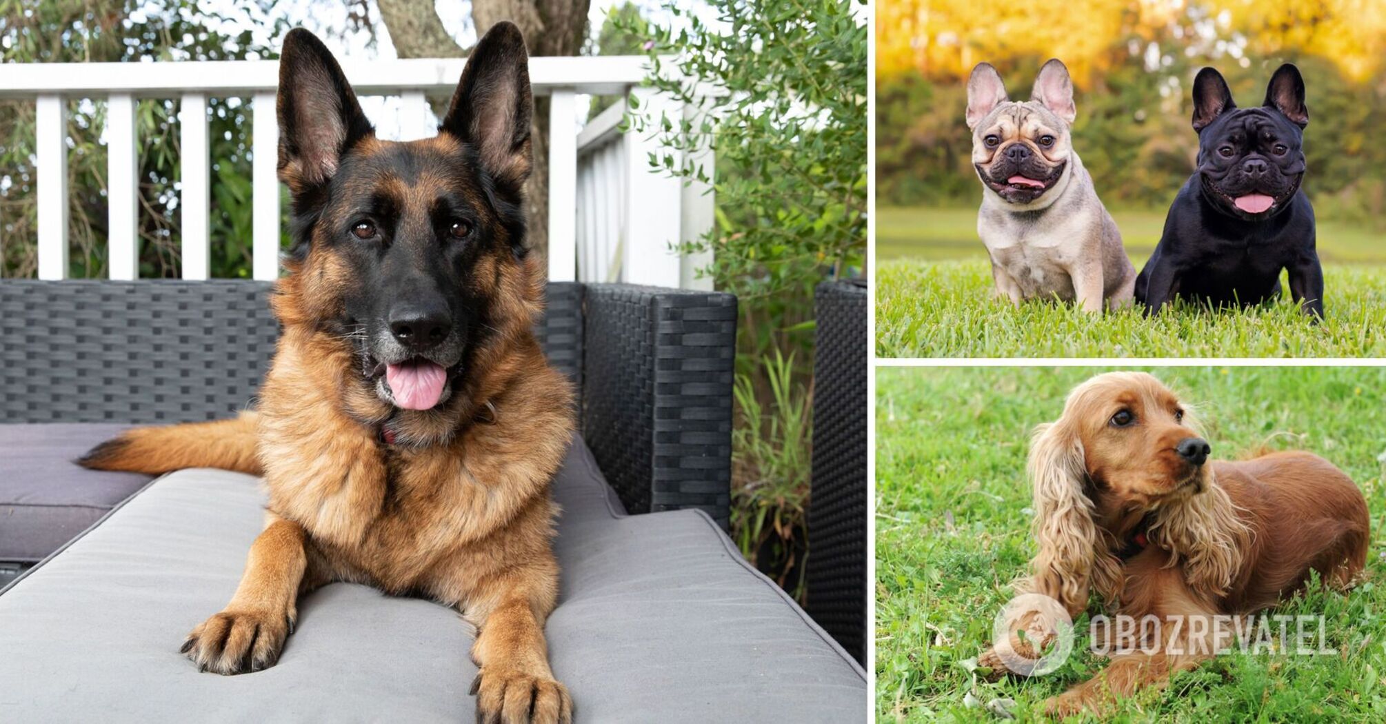 What dogs shouldn't be owned by beginners: special breeds