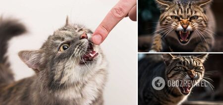 What cats are too aggressive: breeds that can become dangerous