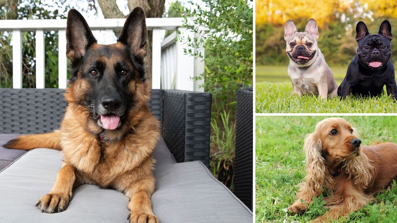 What dogs shouldn't be owned by beginners: special breeds 