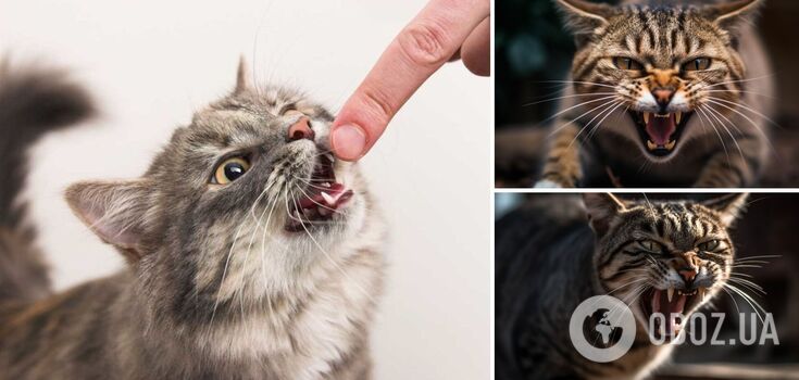 What cats are too aggressive: breeds that can become dangerous