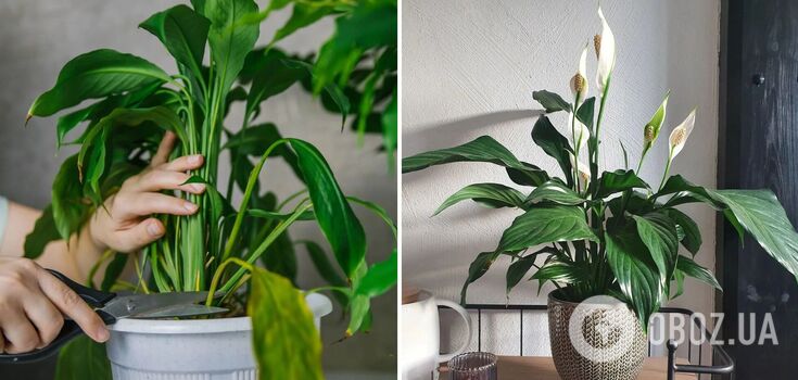How and when to prune the "women's happiness" spathiphyllum for more flowers