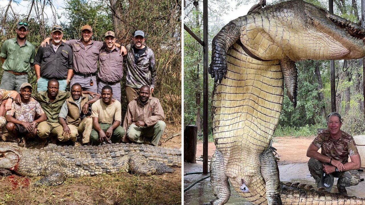 W Zimbabwe z jeziora wyłowiono gigantycznego krokodyla: jak wygląda 4,5-metrowy "ludojad"