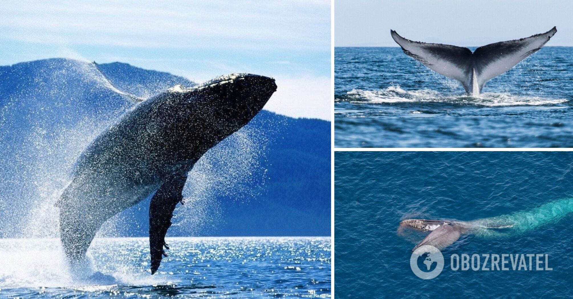 "Cursed place" found on Earth: whales are dying en masse there