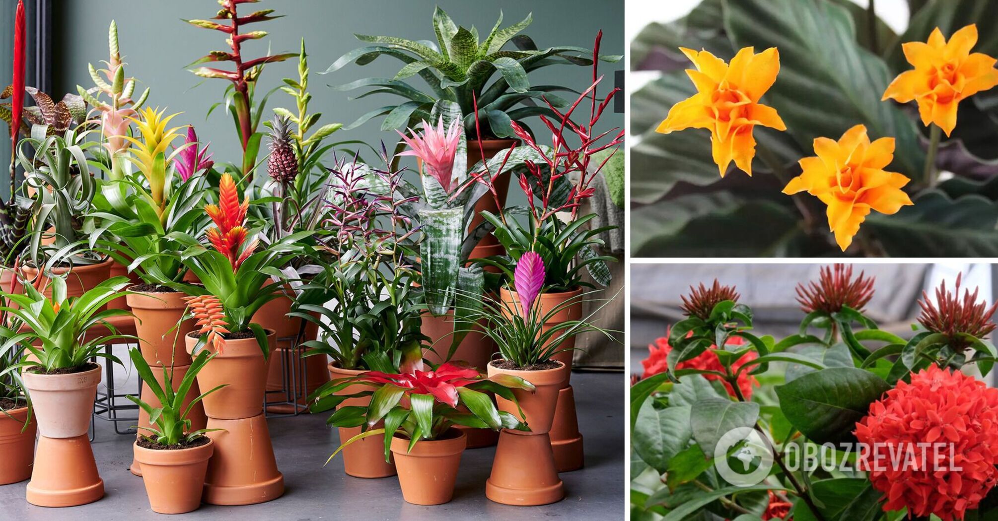 What flowers bloom all year round: 10 options for creating cosiness at home