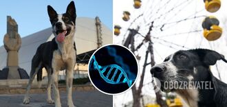 Psy z Czarnobyla mają specjalne geny: co odkryli naukowcy