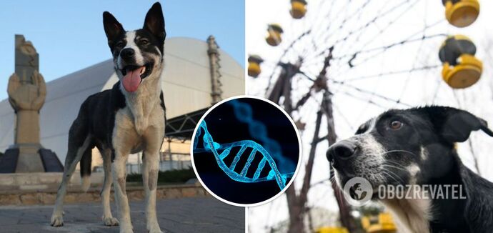 Dogs in Chernobyl have special genes: what scientists discovered