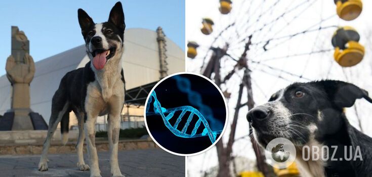 Dogs in Chernobyl have special genes: what scientists discovered