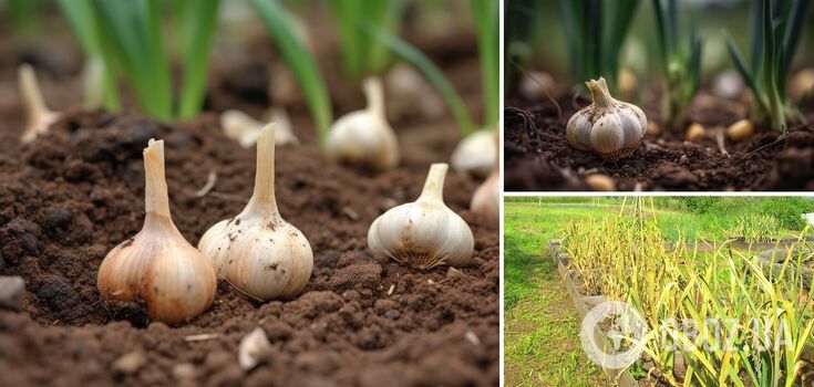 What to feed garlic so that the feathers do not turn yellow: a tip for gardeners