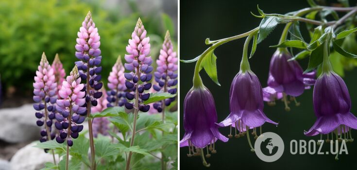 Never plant these flowers: they will spoil the plot and "eat" their neighbors