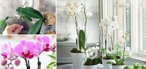 How to make any orchid bloom: 2 effective ways
