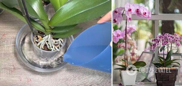 How to properly water an orchid to keep it blooming for a long time