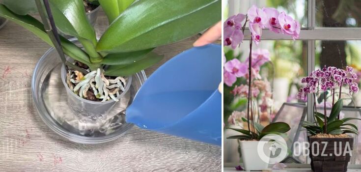 How to properly water an orchid to keep it blooming for a long time