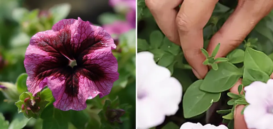 How to make petunias bloom by fall: the secrets of hostesses