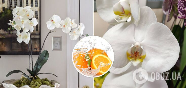 Your orchid will be delighted: how to prepare orange fertiliser for lush flowering