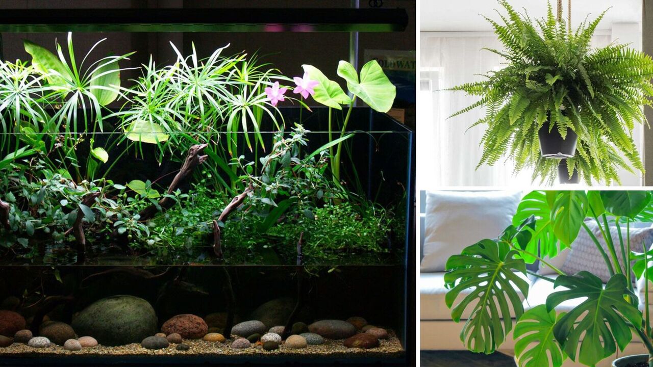 Violet and ficus bring grief: which plants should not be kept at home