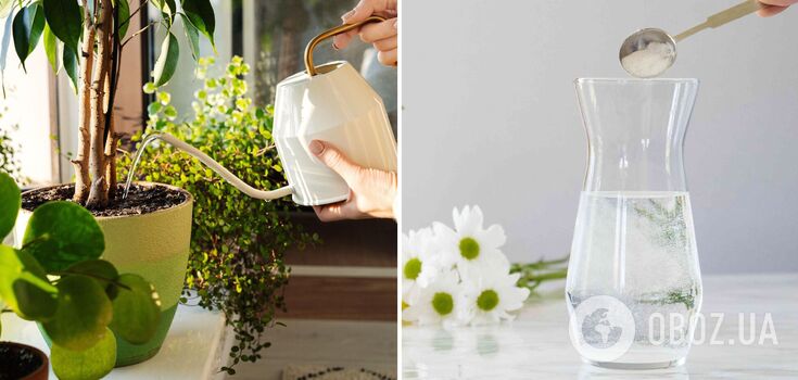 Indoor flowers will bloom immediately: a universal fertiliser has been named