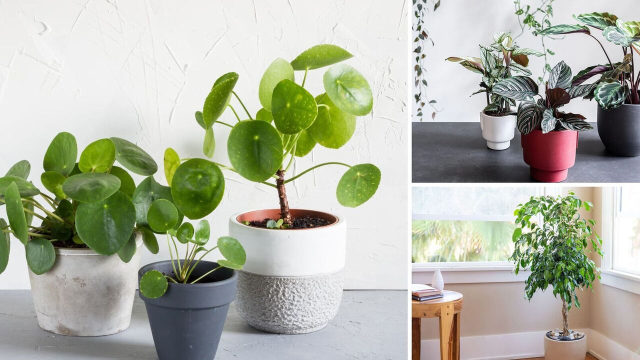Absorb negativity and fill with energy: what indoor plants are best to keep at home