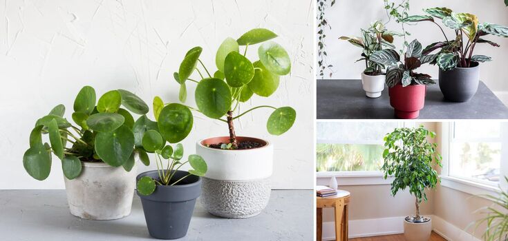 Absorb negativity and fill with energy: what indoor plants are best to keep at home
