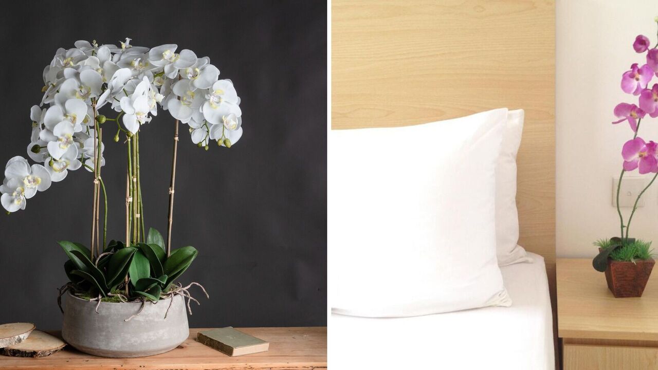 Why you shouldn't keep orchids at home: reasons and superstitions