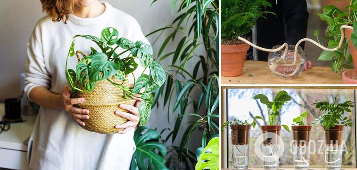 Will water themselves: an ingenious way to care for your home plants