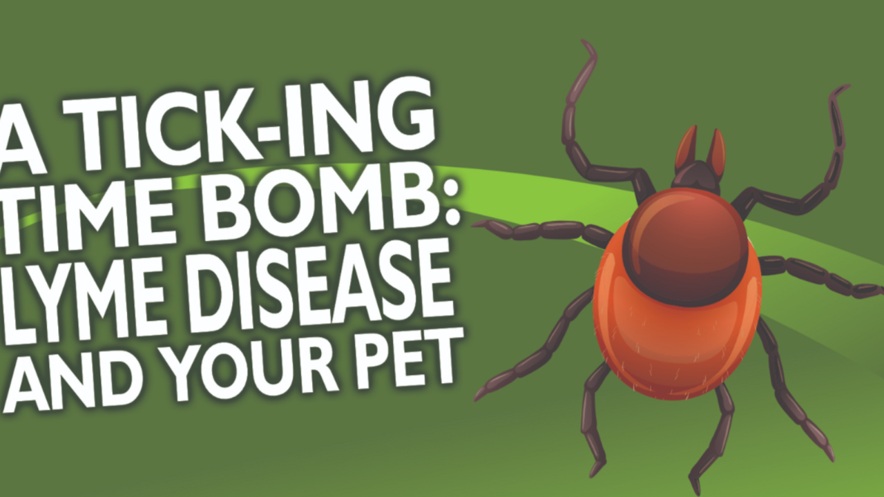 Ticks don't sleep: "an invisible disease worse than cancer"