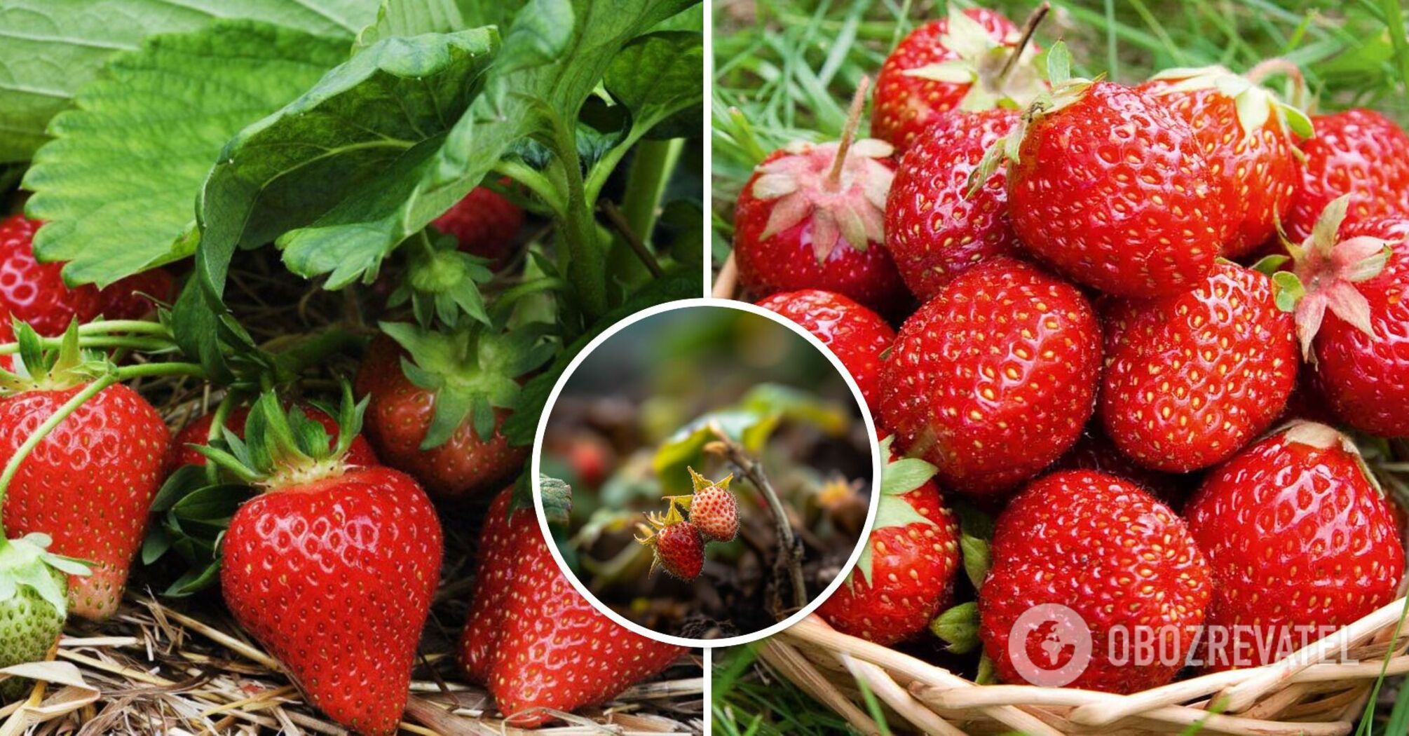 One mistake can ruin your harvest: what you absolutely must not do with strawberries
