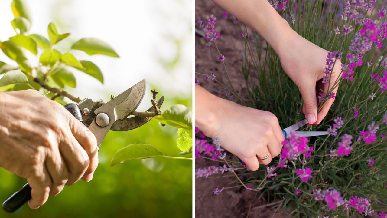 May not bloom anymore: which garden plants should be urgently pruned in spring
