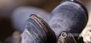 Scientists found a mollusk that was thought to be extinct 40,000 years ago