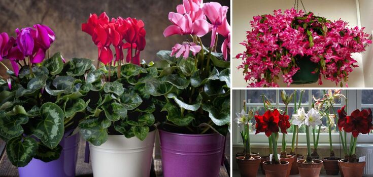 Will die in a few days: what indoor plants are not allowed to be placed on the windowsill