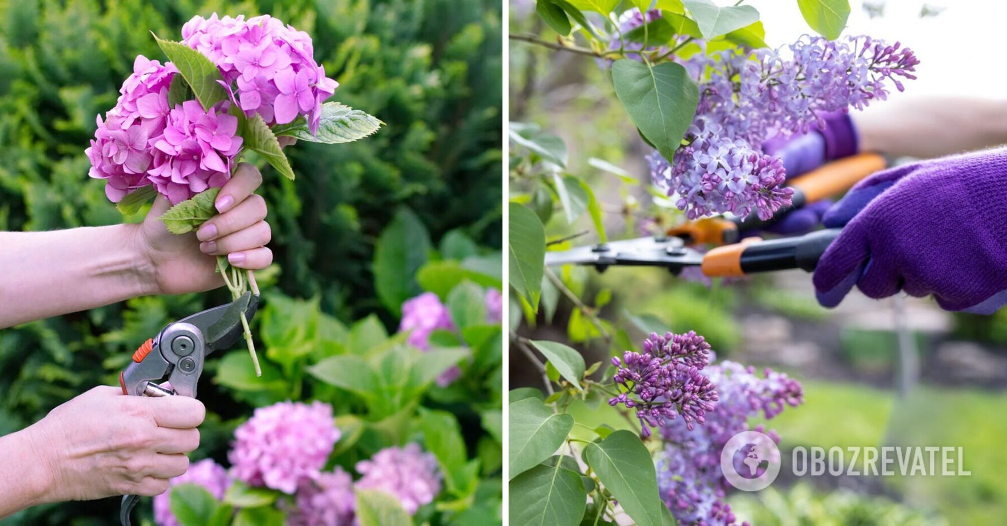 Which three plants absolutely must not be pruned in the spring: they may completely wither away