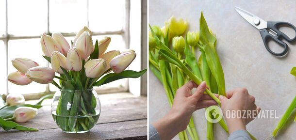 How to make tulips last as long as possible: tips